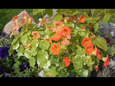 Nasturtium: καλλιέργεια και φροντίδα