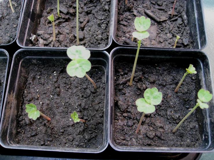 Dyrkning af nasturtium fra frø