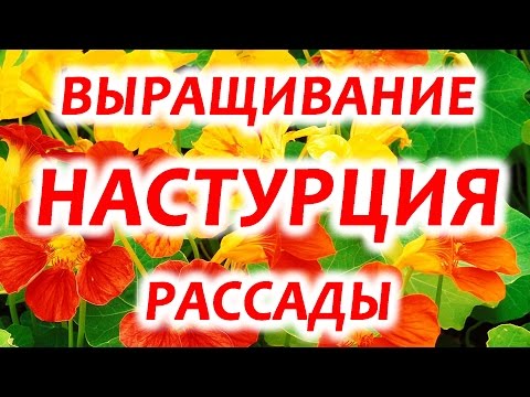 الكبوسين أبو خنجر. كيف نزرع nasturtium. شتلات nasturtium.