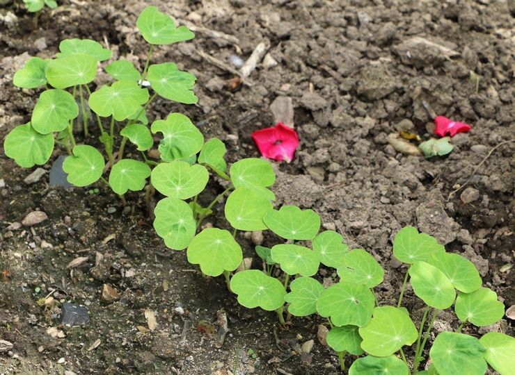 Plantning af nasturtium i åbent terræn