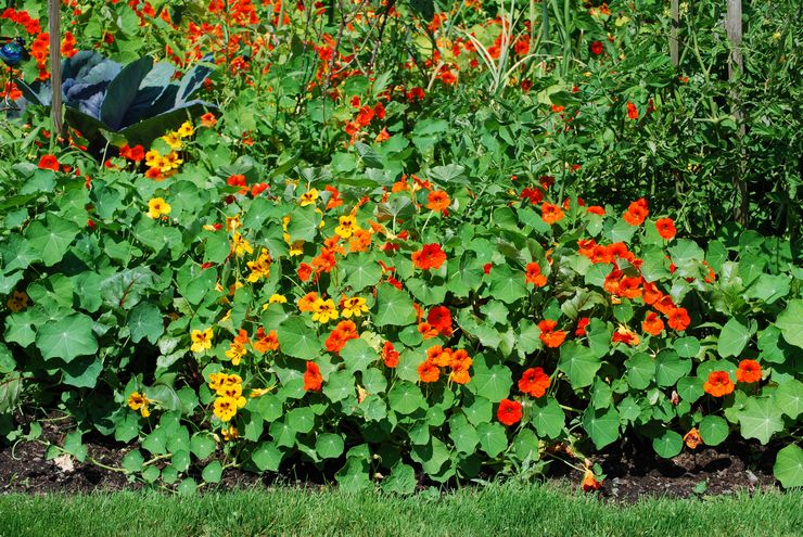 Omsorg for nasturtium