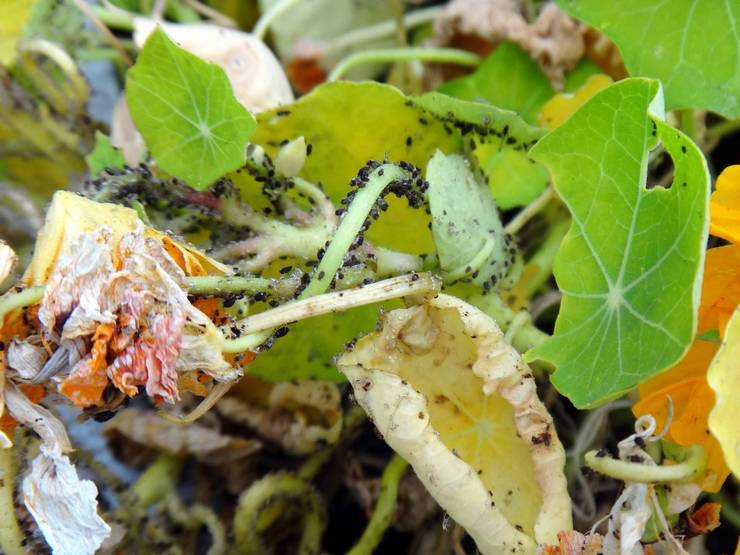 Παράσιτα και ασθένειες του nasturtium