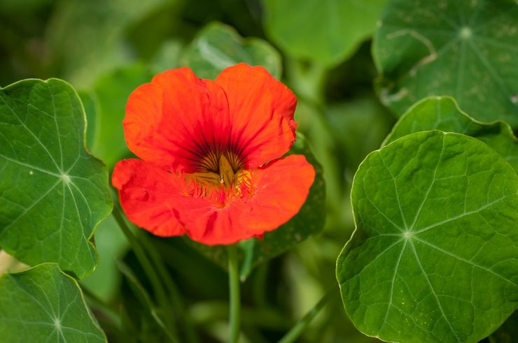 Nasturtium plante