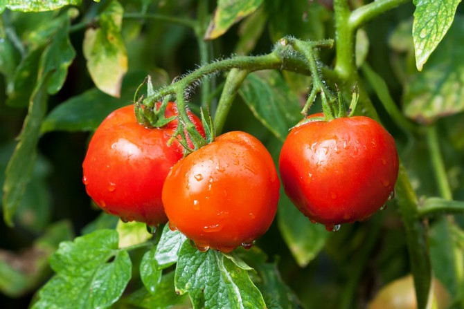نقص العناصر الغذائية في الطماطم