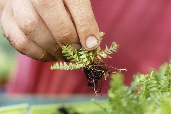 يمكن تكاثر سرخس nephrolepis بطريقتين: البراعم والانقسام.