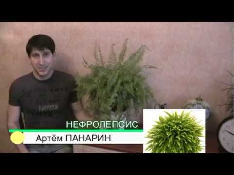 nephrolepsis fern houseplants A. Panarin # علم النبات # السرخس # نباتات # زهور
