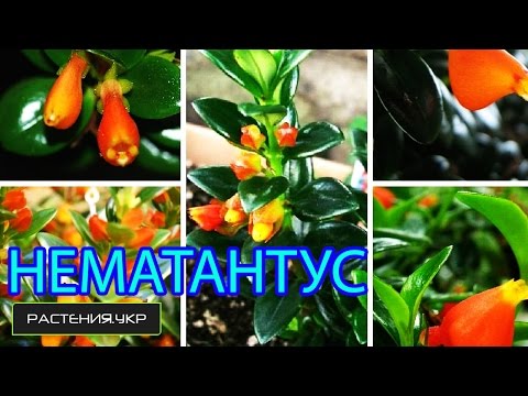 Nematanthus / Goldfish (Nematanthus)