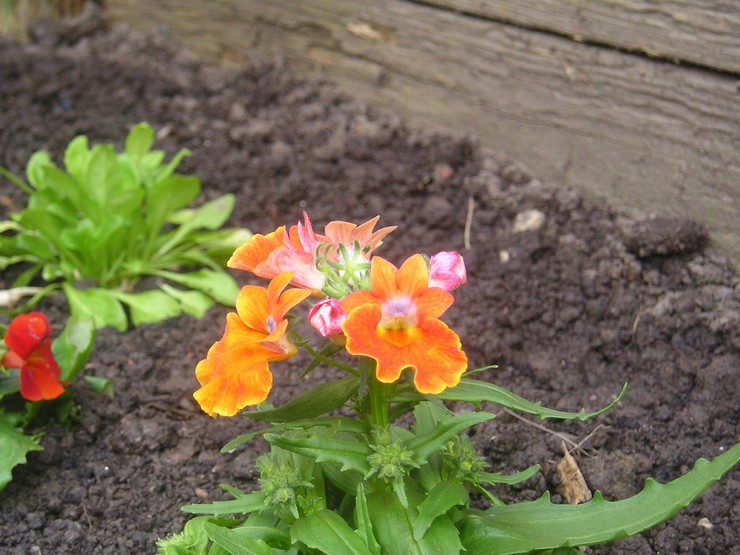 Plantning af nemesia i åbent terræn