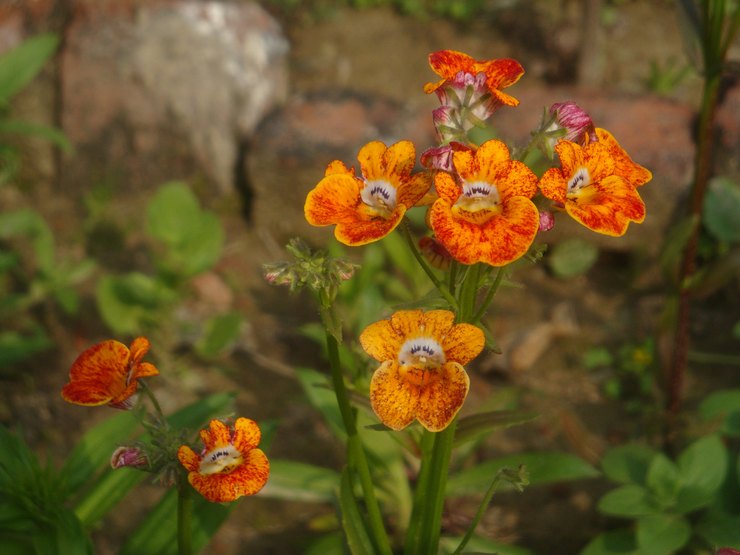 Nemesia pleje