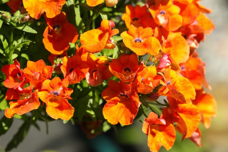 Nemesia - plantning og pleje i det åbne felt. Voksende nemesia fra frø, formeringsmetoder. Beskrivelse, typer. Foto