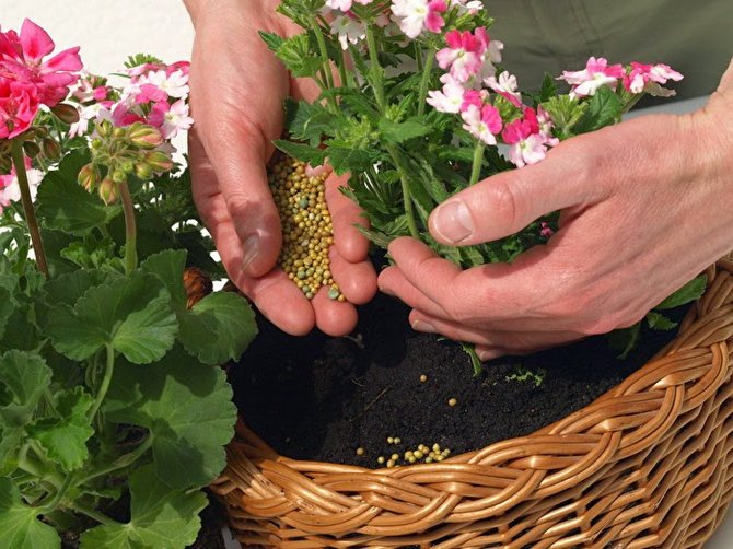 Gødning og sporstoffer. Foder til planter og blomster. Kompleks gødning