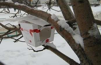 Ένα συνηθισμένο κουτί από χαρτόνι μπορεί να χρησιμεύσει με επιτυχία ως τραπεζαρία για πουλιά!