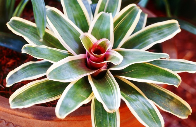 Neoregelia - الرعاية المنزلية. زراعة النوريجيليا وزرعها وتكاثرها. وصف. صورة فوتوغرافية