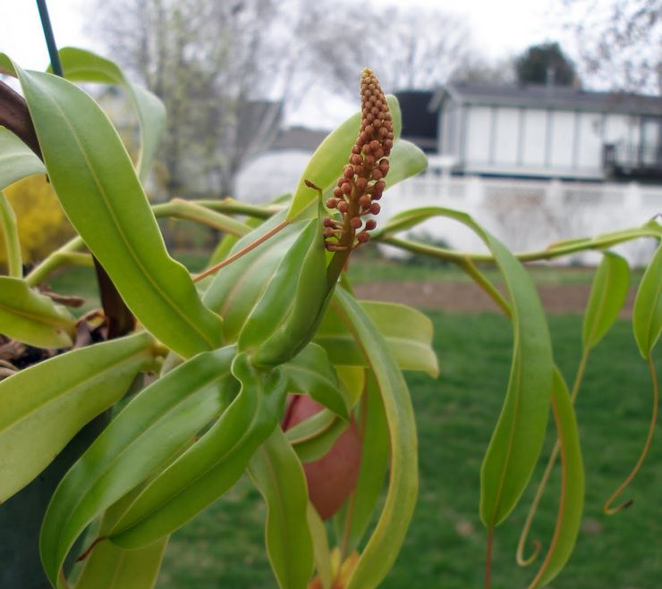 Blomstrende nepentes