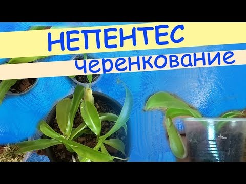 Nepentes Ventrata: μοσχεύματα, σχηματισμός θάμνων, ριζοβολία και ανάπτυξη ενός νεαρού φυτού.
