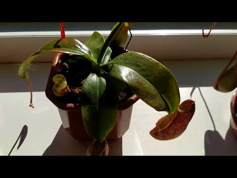 Nepenthes. Vedligeholdelse, pleje af Nepentes.