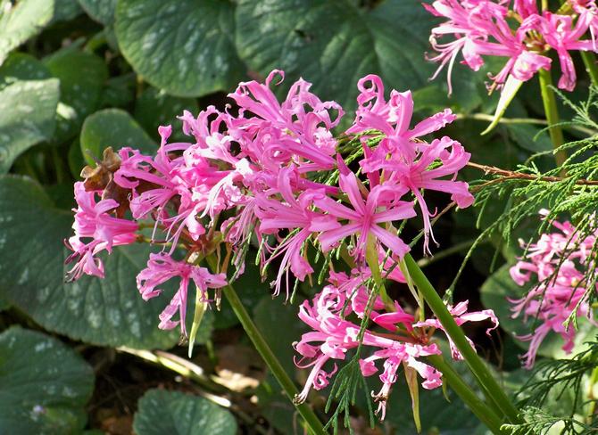 Sådan passer du ordentligt på blomstrende nerinliljer