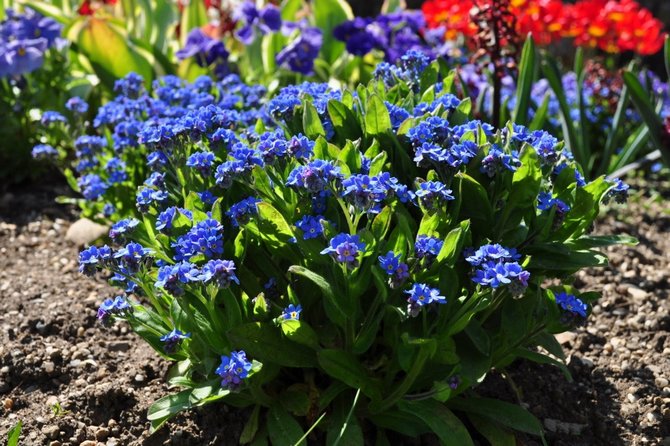 På trods af at glem-mig-ikke refererer til lysglade blomster, vil det være bedst for hende i et skyggefuldt område