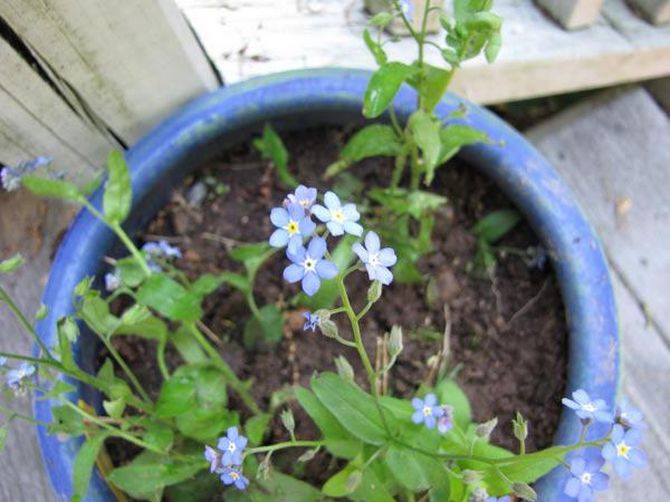 Der er flere måder at opdrætte forglemmigej på. Den nemmeste måde at få nye afkom af blomster på er med frø.