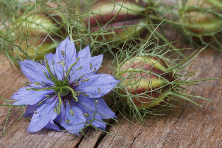 Nyttige egenskaber ved nigella