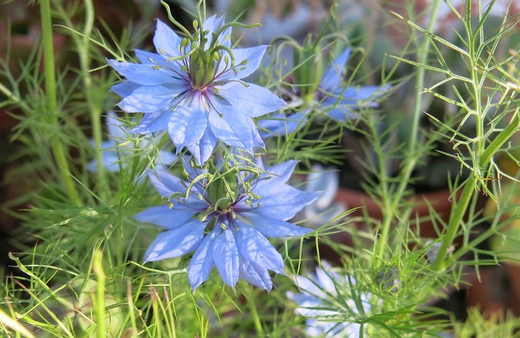 Nigella - plantning og pleje udendørs. Dyrkning af nigella fra frø, formeringsmetoder. Beskrivelse, typer. Foto