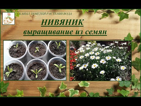 Nivyanik (χαμομήλι κήπου) - αναπτύσσεται από σπόρους, από τη σπορά έως την ανθοφορία.