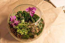 Kauniisti kasvava muratti, filodendroni, ficus, epiprenum, peperomia, calamus marsh, syngonium, dieffenbachia, episodi,