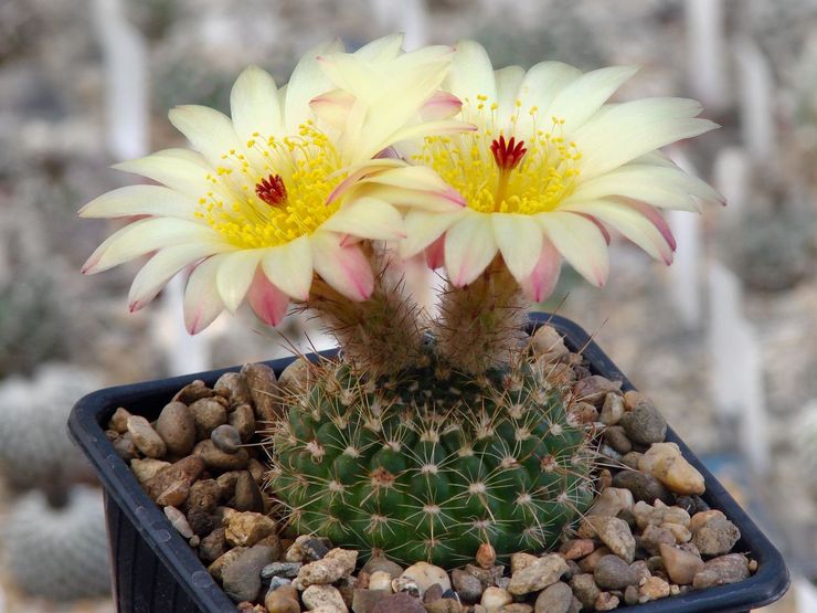 رعاية notocactus في المنزل