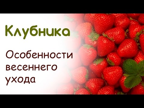 Χαρακτηριστικά της φροντίδας της ανοιξιάτικης φράουλας