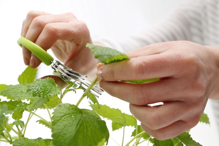 Typer og vilkår for beskæring af planter