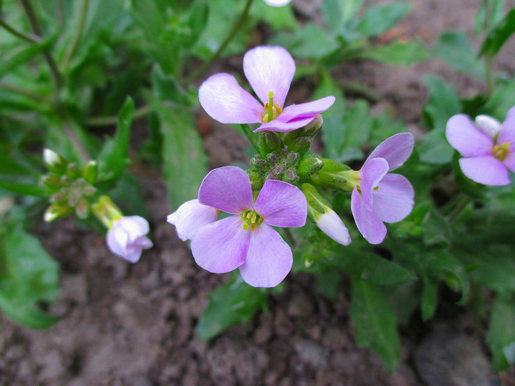 Plantning af aubrieter i åbent terræn