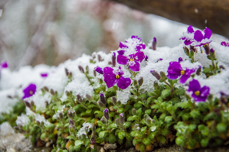 Το Aubriet ανθίζει μετά την ανθοφορία