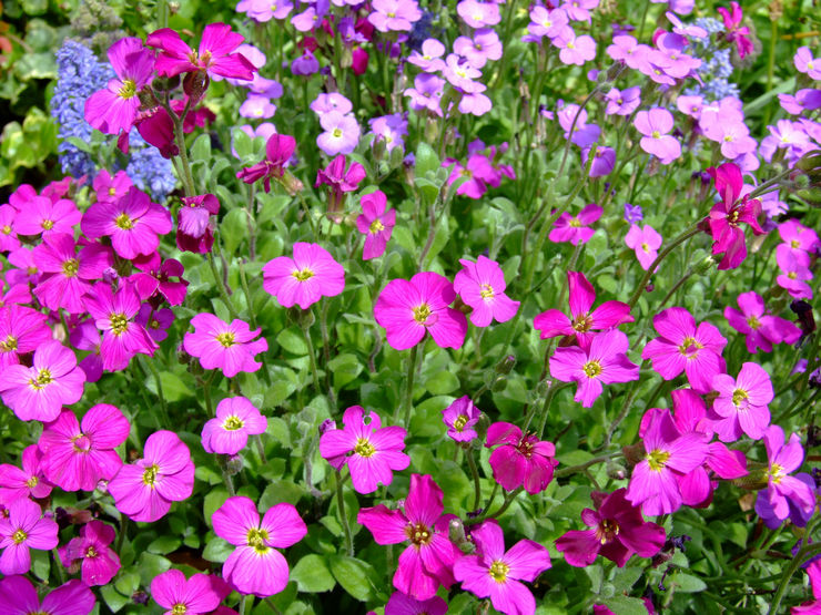 Aubriet blomst - plantning og pleje i det åbne felt. Voksende obriitet fra frø, formeringsmetoder. Beskrivelse, typer. Foto