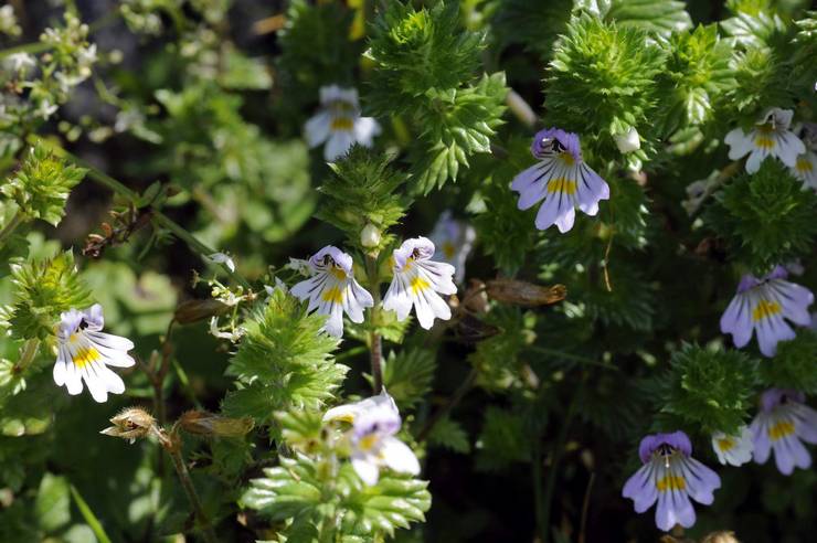 Eyebright medicinsk