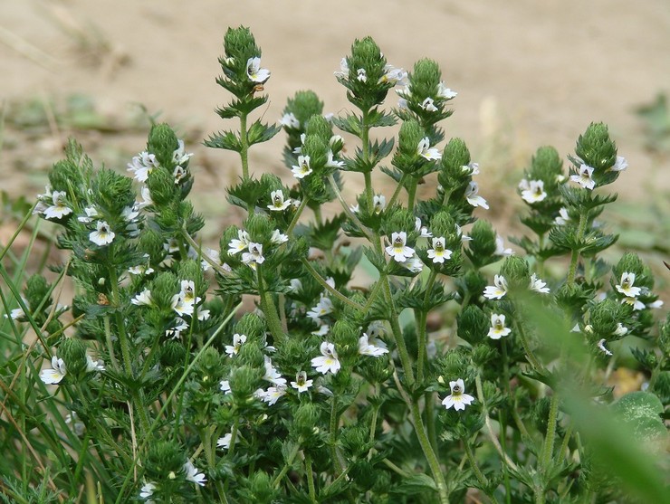 Οι θεραπευτικές ιδιότητες του eyebright