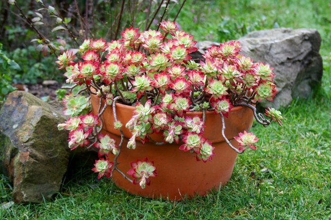 Sedum (Sedum): العناية بالمنزل