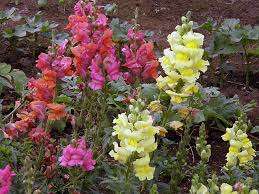 Snapdragon. Denne usædvanlige plante har et meget stort antal blomster på en hård stilk.