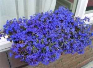 لوبيليا. يحتوي هذا النبات على أغنى لوحة من الألوان من اللون الأزرق الباهت إلى اللون الغني