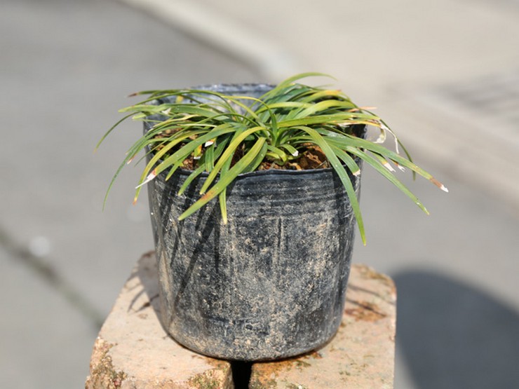 ophiopogon اليابانية