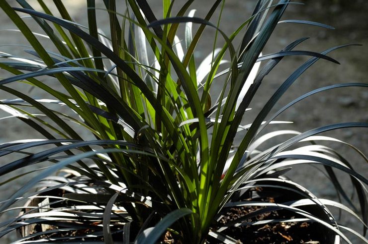 ophiopogon اليابانية