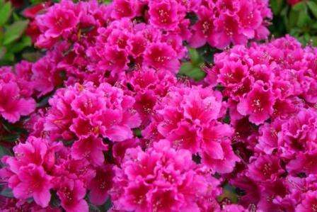 Azalea passer godt til primulaer, tulipaner og tusindfryd. Hun er ret uhøjtidelig og ser smuk ud i en blomsterhave.