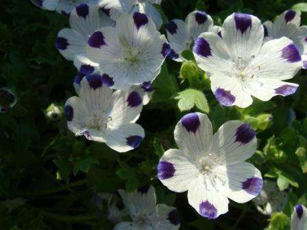 Af de smukt blomstrende planter til et blomsterbed kan nemophila skelnes. Denne blomst har ikke brug for ly til vinteren og blomstrer næsten fra maj til frost.