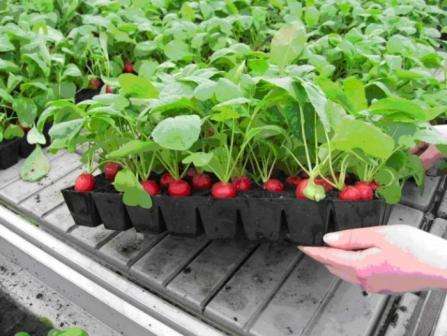 Først og fremmest skal du beslutte, hvilke planter der skal plantes i haven. På baggrund af dette er det nødvendigt at finde et passende land til disse planter og et sted i rummet. Jord kan hjælpe med at vælge i en blomsterbutik