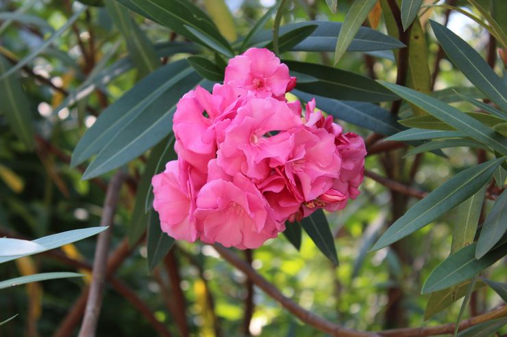 Oleander tavallinen