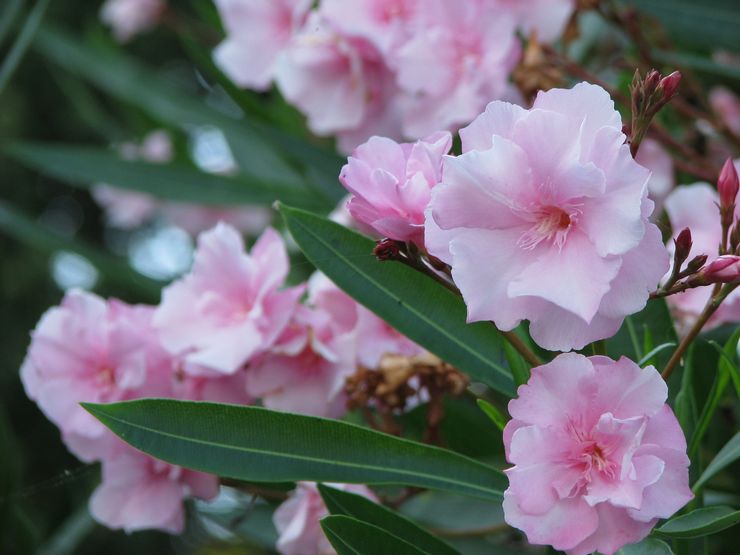 Oleander vaaleanpunainen frotee