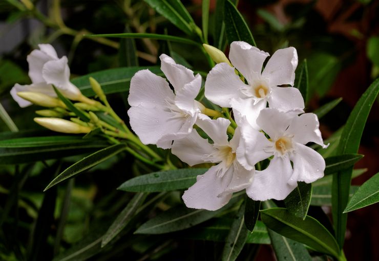 Oleander hvid