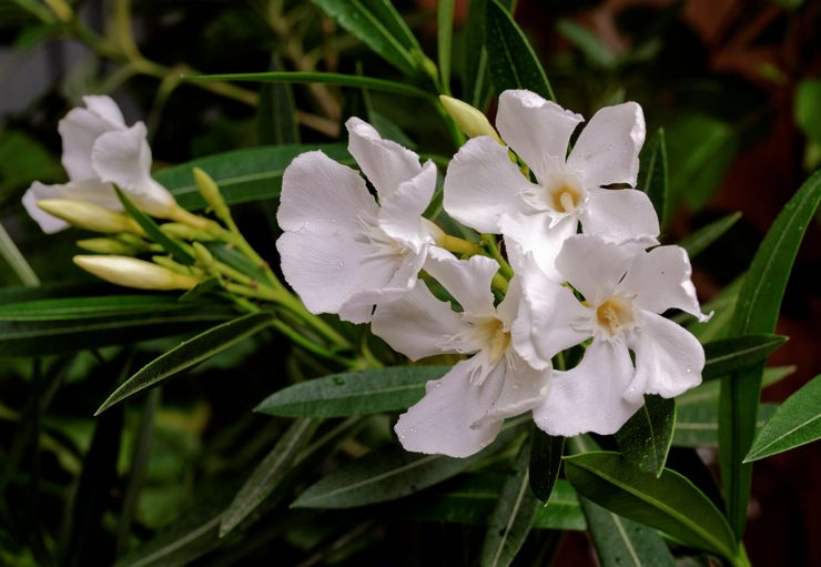 Oleander valkoinen