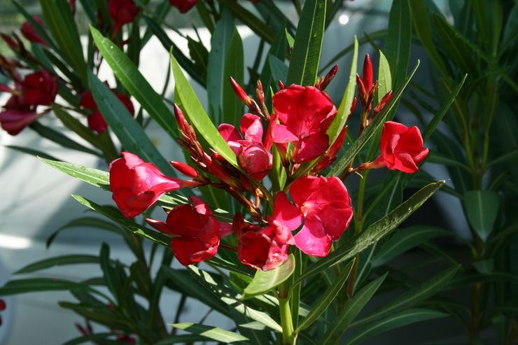 Oleander punainen