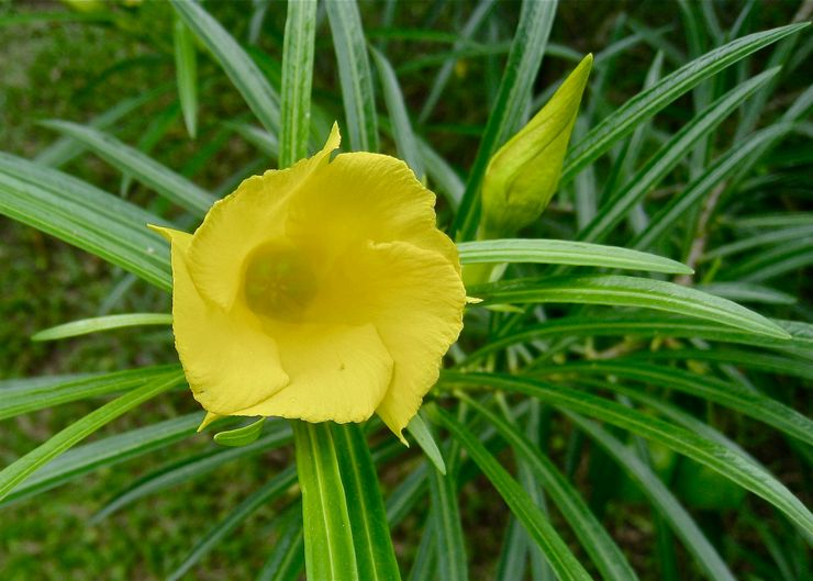 Oleander keltainen