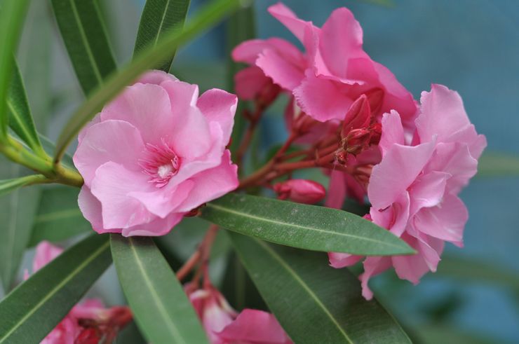 Egenskaber ved oleander